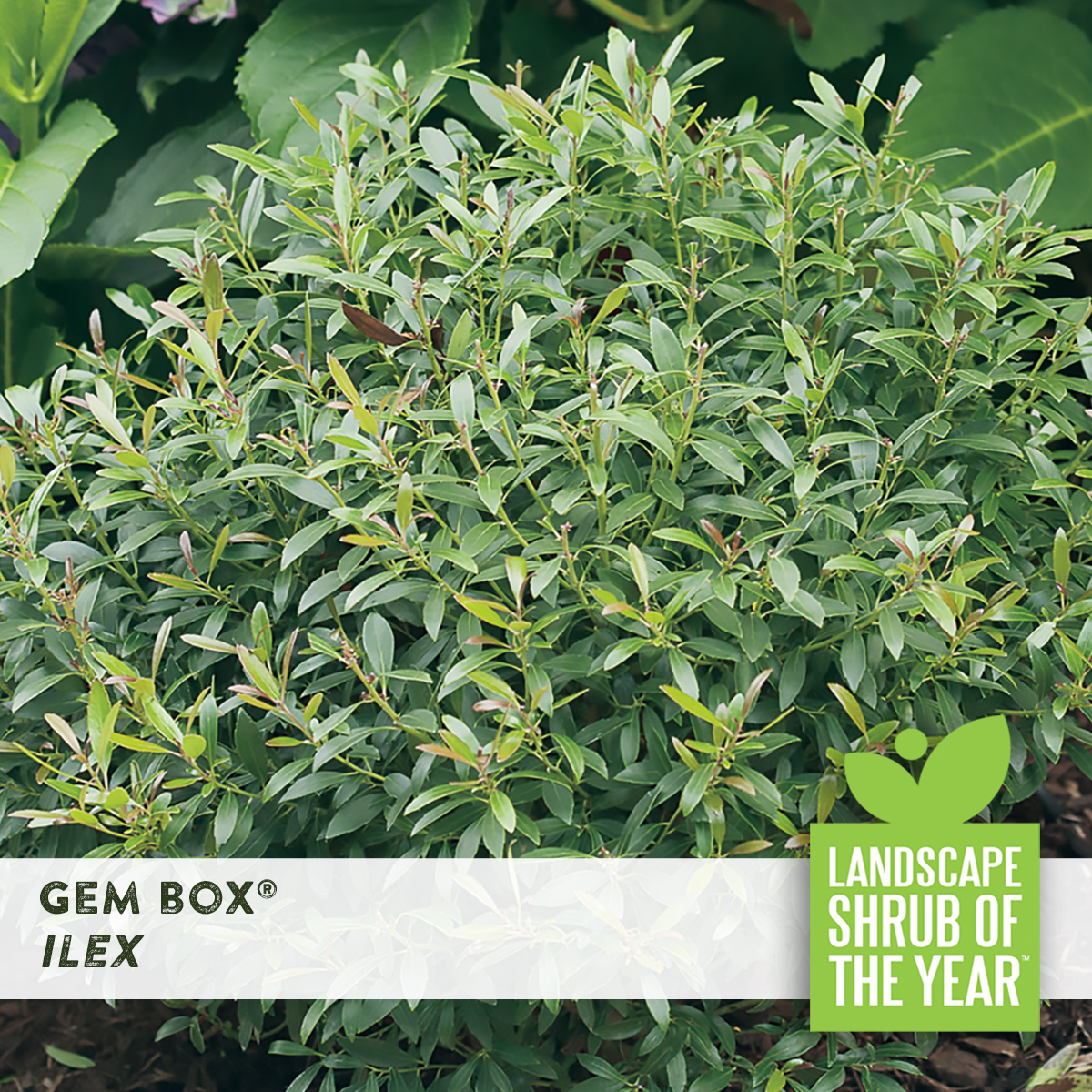 Gem Box Ilex Peters Greenhouse & Garden Center